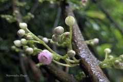 Saurauia roxburghii